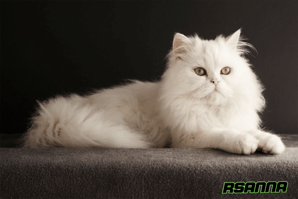 Contoh Tentang Nama Kucing Lucu Beserta Penjelasan Dan Artinya